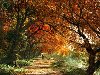 3D Художник Dominic Davidson / природа, пейзаж, осень, цветы, натюрморт, ...