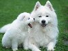 обои щенок (112), Собаки, обои белые (105), обои трава (662), обои мать (5), ...