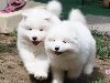 Белые щенки обои, фото Маленькие глазки картинки