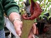Непентес, тропическое насекомоядное растение, это другой вид плотоядных ...