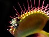carnivorous plants01 Выставка хищных растений в Колумбии