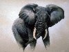 У африканского слона бивни имеются как у самцов, так и у самок.