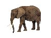 Картинки животных - Слон