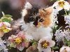 Котенок в цветах 1280 x 880