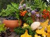 Обои картинки фото природа, рябина, ягоды, грибы, цветы, шишки, дары