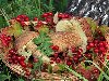 Восточноказахстанцы должны платить за сбор грибов и ягод в лесу