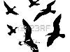 силуэты летающих птиц на белом фоне Фото со стока - 10955331