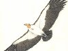 Teratornis - крупная летающая птица, 4 м. в размахе крыльев.