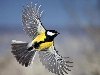 1 апреля – Международный День птиц. Птица 2012 года – варакушка - объявлен ...