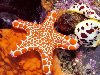 У морских звёзд сильно развита способность к регенерации: восстановлению ...