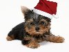 Ключевые слова (тэги): животные Новый год праздники собаки