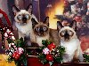 Ключевые слова (тэги): животные котята кошки Новый год праздники