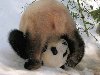 6 Самая смешная панда (6 фото)