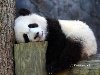 Фото самых смешных и милых панд