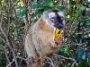 Мадагаскар - мир редких птиц и животных 1. Мадагаскар находится в восточной ...