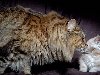 Кот Руперт – самый крупный из неперекормленных котов в мире, весит 9 кг.
