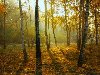 Светлое утро / природа, осень, грусть, туман, краски, золото. Светлое утро
