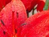 Крупным планом красивые красные цветы лилии Фото со стока - 10038096
