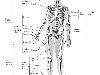 Добавочный скелет объединяет кости верхней конечности, ...