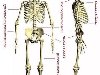 Скелет состоит из костей черепа, позвоночника и грудной клетки (осевой ...