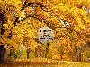 Заставки желтые листья, осенний лес, осень, падающие. Красивые фотографии ...