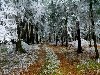 Природа - Первый снег в лесу