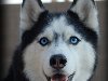 В десятку, которую составляют самые красивые собаки, входит сибирский хаски.