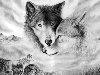 Очень красивый стих про любовь волка и волчицы.