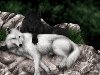 Очень красивый стих про любовь волка и волчицы
