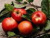Еда - Красные яблоки