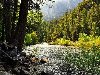 Скачать оригинал: Река в горном лесу - 2560x1600. вырезать нужный размер
