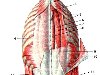 Мышцы спины и затылка (Мышцы и кости плечевого пояса удалены).