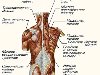 Предыдущий слайд, Мышцы спины и плечевого пояса человека (поверхностные ...