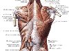 Мышцы спины человека | Анатомия Мышц спины, строение, функции, картинки на ...