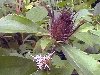 Садовые цветы фото и название - Самое интересное в блогах.