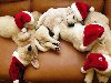 Прикольные новогодние собачки. (8 фото). Далее » u0026middot; Картинки животные // 19 ...