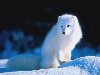 10 самых красивых белоснежных животных