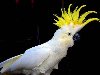 Длина попугая взависимости от разновидности от 33-40 см.
