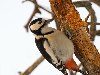 Дятел пёстрый большой (лат. Dendrocopos major) — вид птиц семейства дятловых ...