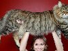 самый большой кот в мире Что касается домашних любимцев, то среди них самый ...