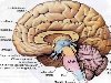Полость среднего мозга превращается в узкий канал — водопровод мозга, ...