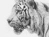Белый тигр: Удивительные графитовые рисунки животных