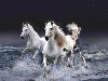 Три белых лошади скачут в волнах морского прибоя