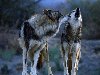 Волчья семья, влюбленные пары, волки, животные 1400х1050