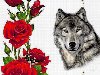 Предпросмотр схемы вышивки «Волк у Розы»