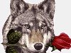 Оригинальный рисунок волка с розой, символизирующий верность, преданность и ...