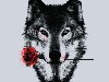 Фото Красивый волк держит розу в зубах