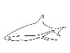 Качественный черно-белый эскиз, рисунок рыбы, акула.