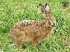 Заяц-русак - млекопитающее рода зайцев отряда зайцеобразных.