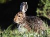 Заяц-русак (латинское название - Lepus europaeus) относиться к классу ...